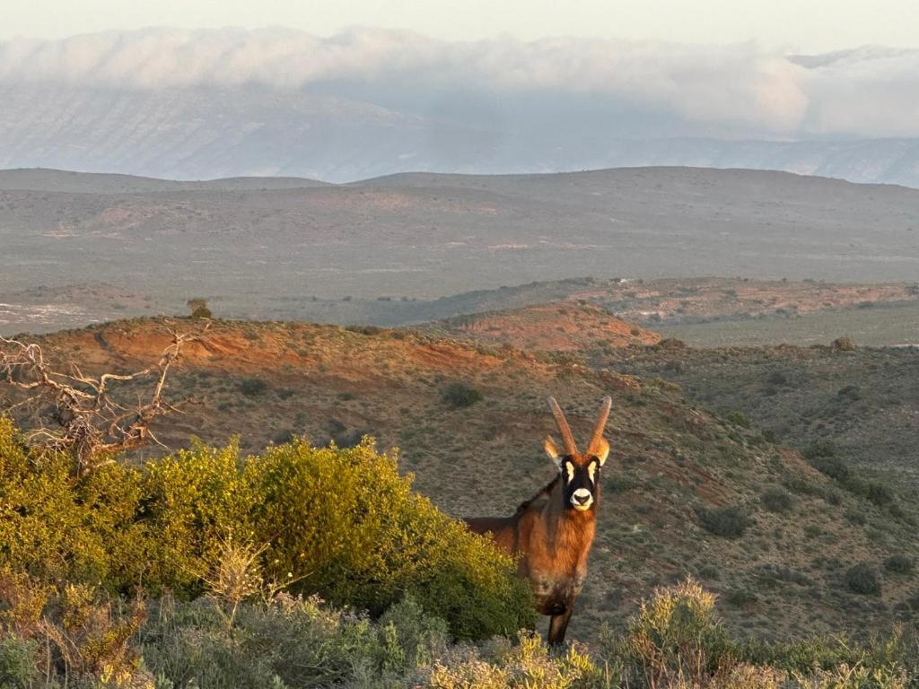 ליידיסמית Aardvark Bioreserve מראה חיצוני תמונה