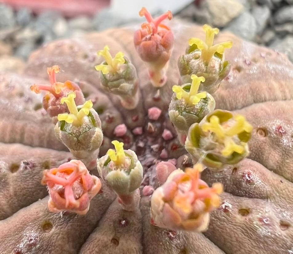 ליידיסמית Aardvark Bioreserve מראה חיצוני תמונה